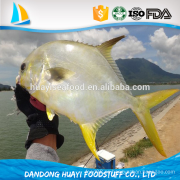 Pescados congelados redondos enteros del pompano de la nueva llegada